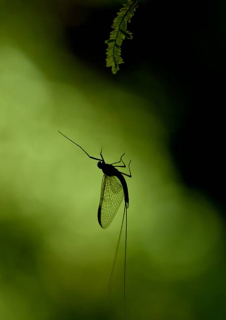 Photo macro d'insecte